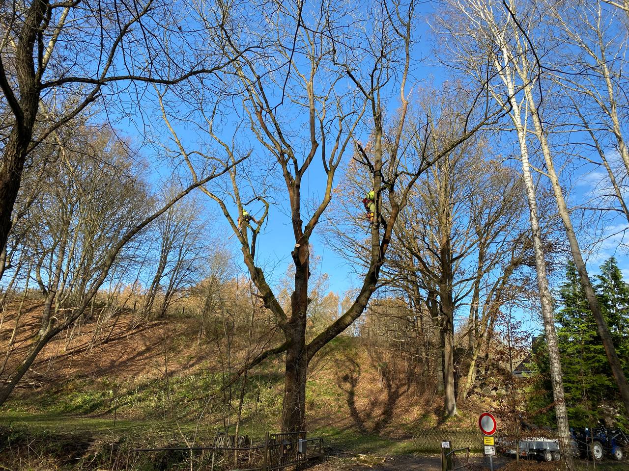 Totholzentfernung